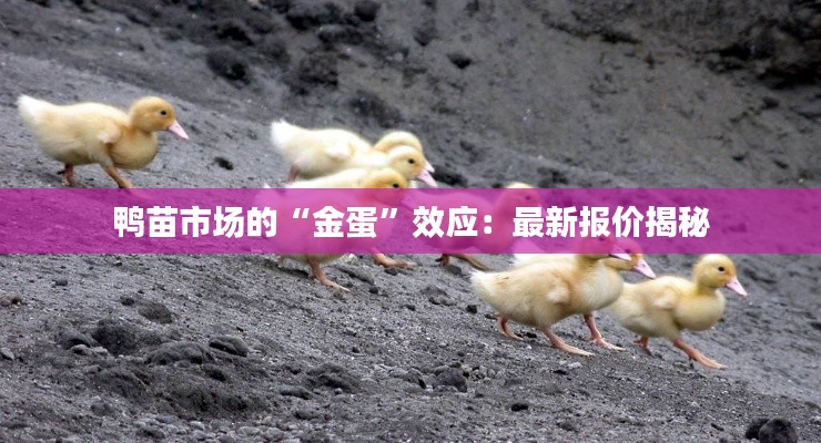 鸭苗市场的“金蛋”效应:最新报价揭秘