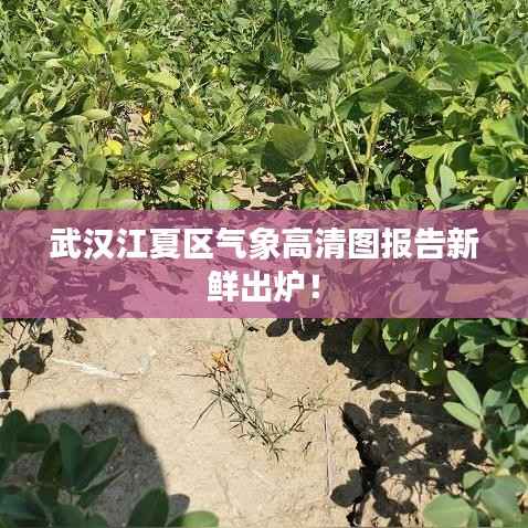 武汉江夏区气象高清图报告新鲜出炉!