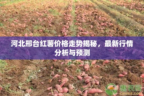 河北邢台红薯价格走势揭秘,最新行情分析与预测