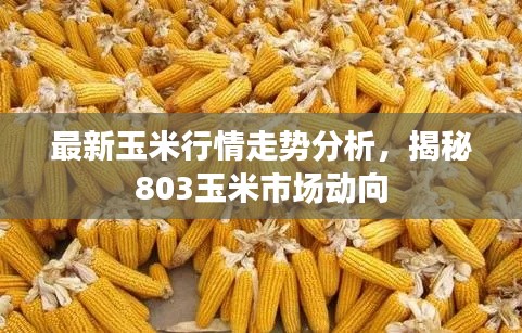最新玉米行情走势分析,揭秘803玉米市场动向