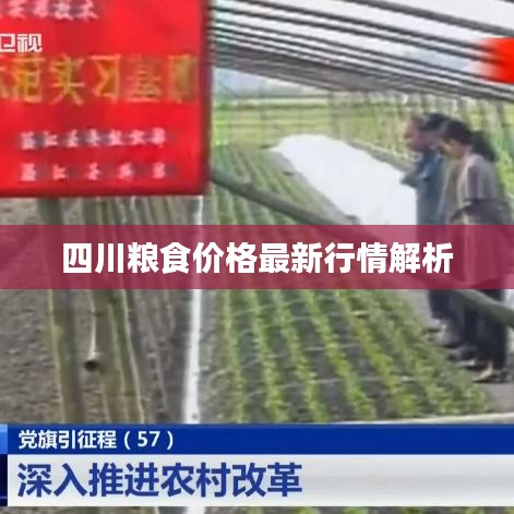 四川粮食价格最新行情解析