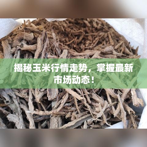 揭秘玉米行情走势,掌握最新市场动态!