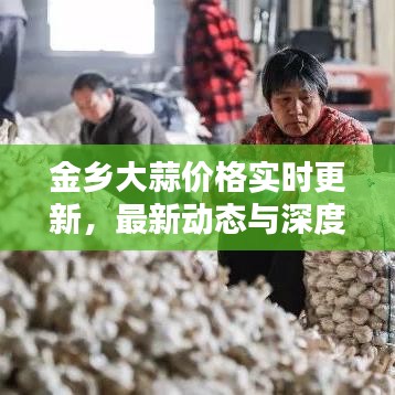 金乡大蒜价格实时更新,最新动态与深度分析