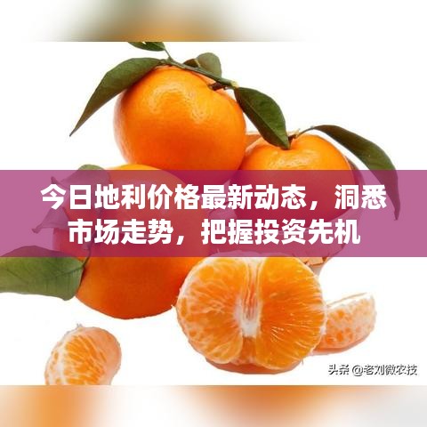 今日地利价格最新动态，洞悉市场走势，把握投资先机