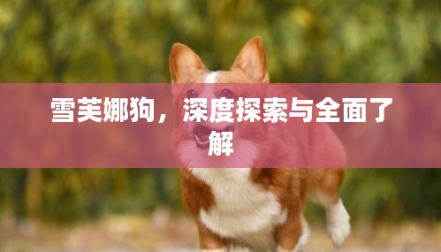 雪芙娜狗，深度探索与全面了解