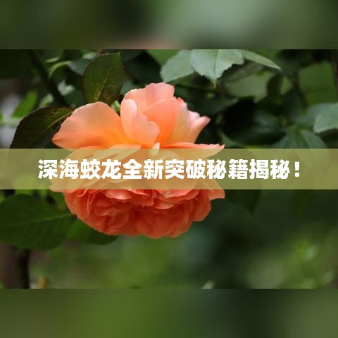 深海蛟龙全新突破秘籍揭秘!