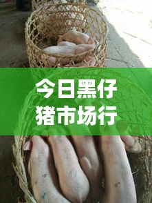 今日黑仔猪市场行情概览，最新动态一网打尽