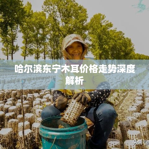 哈尔滨东宁木耳价格走势深度解析