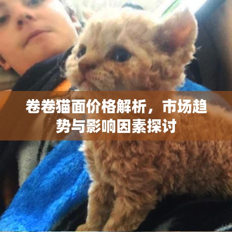 卷卷猫面价格解析,市场趋势与影响因素探讨
